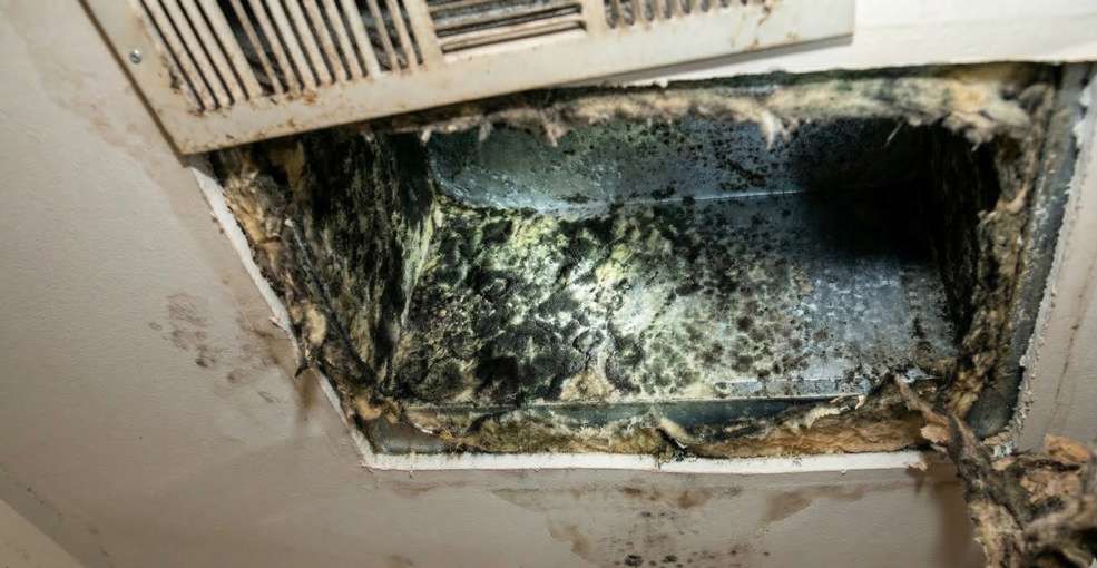 Black mold and dust accumulation inside a ceiling air duct before professional cleaning.
