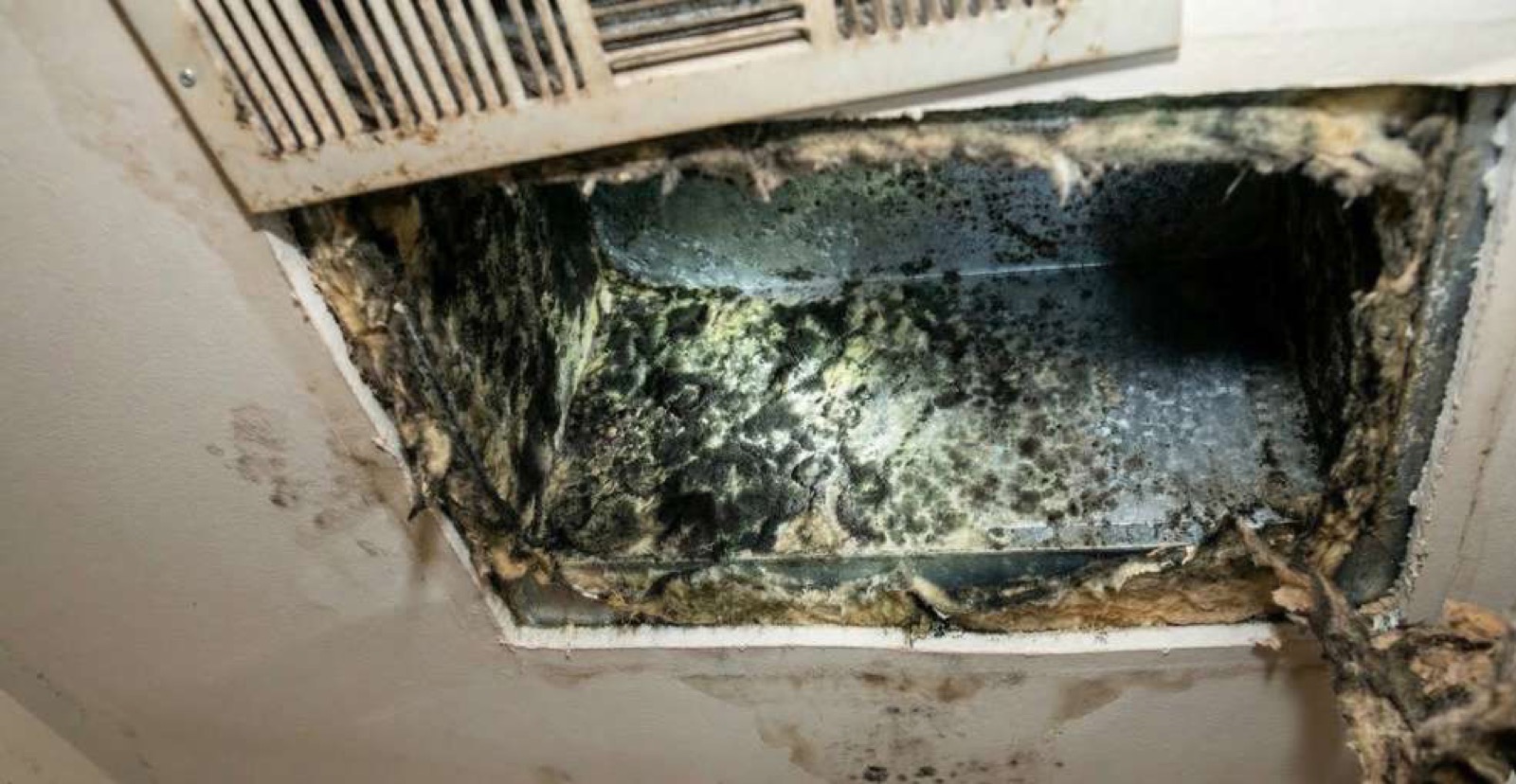 Mold Remediation
